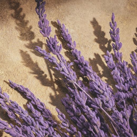 DOLCE&GABBANA Devotion Parfum 