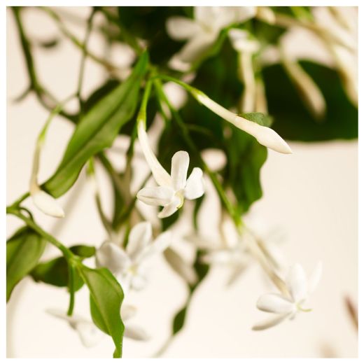 RITUALS Sweet Jasmine Scented Candle 