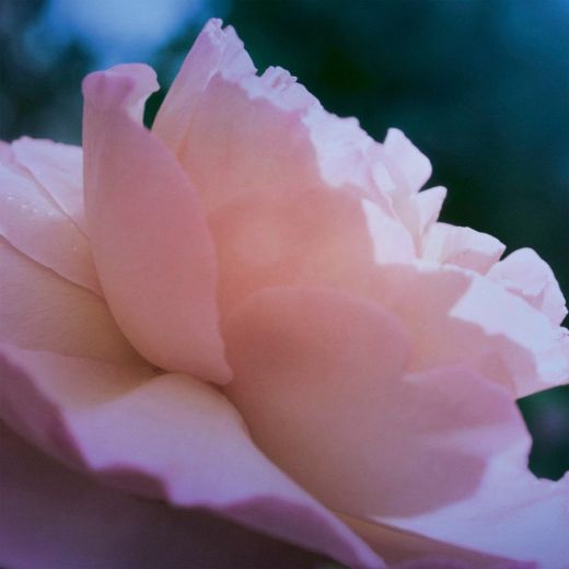 MAISON MARGIELA Replica Up At Dawn