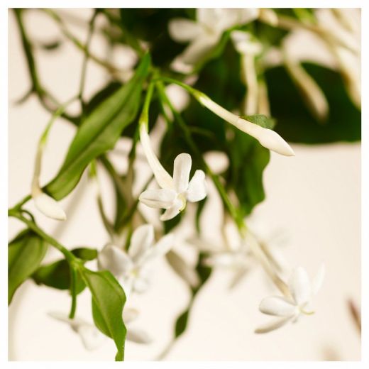 RITUALS Sweet Jasmine Fragrance Sticks 