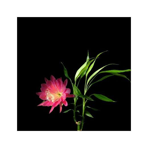 Sebastian Professional Volupt Spray Volumising Hair Gel