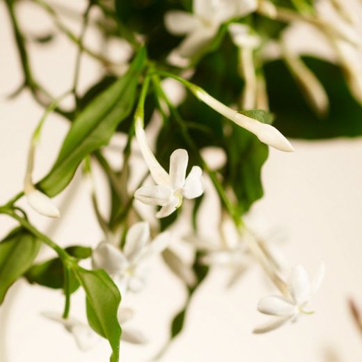 RITUALS Sweet Jasmine Home Perfume 