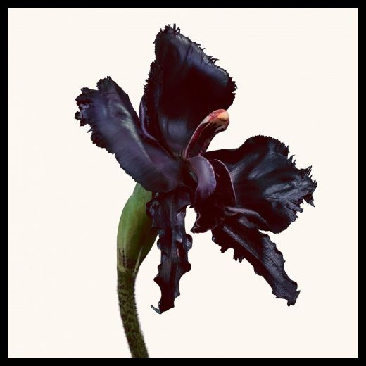 TOM FORD Black Orchid Reserve Parfum