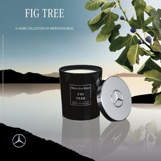MERCEDES-BENZ Candle Fig Tree