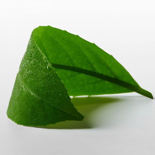 CALVIN KLEIN CK One Essence Viva