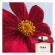 CHLOÉ L’Eau De Parfum Intense