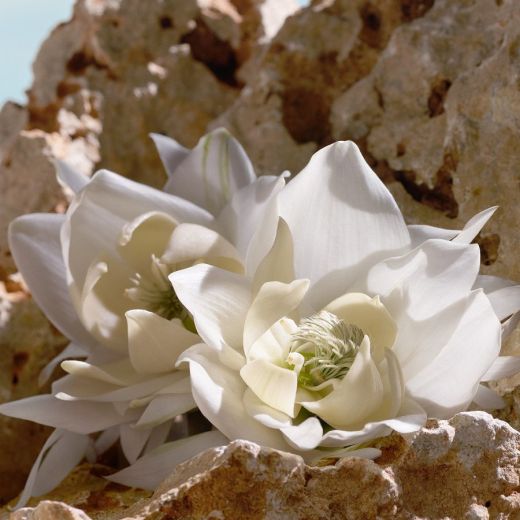 DOLCE&GABBANA Q Elixir